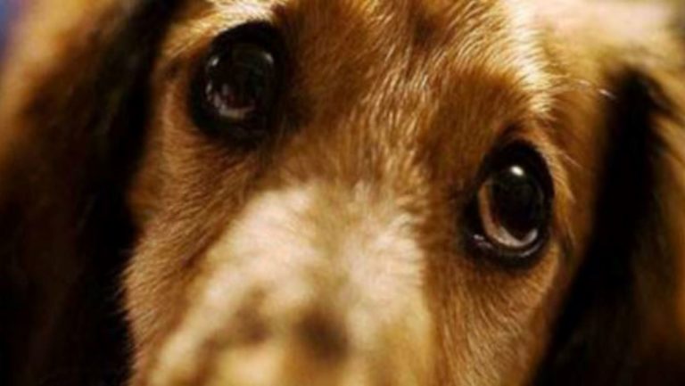 Χανιά: Βασάνισαν μέχρι θανάτου δύο σκύλους