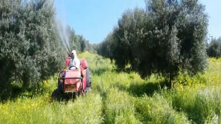 Ηράκλειο: Ξεκινά ο τρίτος δολωματικός ψεκασμός δακοκτονίας