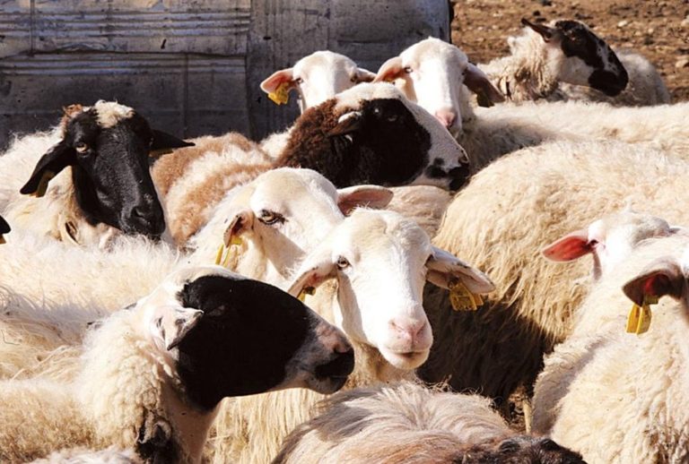 Δ. Ελασσόνας προς κτηνοτρόφους: «Λάβετε μέτρα για τον καταρροϊκό πυρετό»