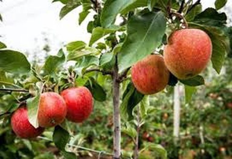 Δήμος Αγιάς: “Καμπανάκι” για τους εργάτες γης και τη συγκομιδή των μήλων