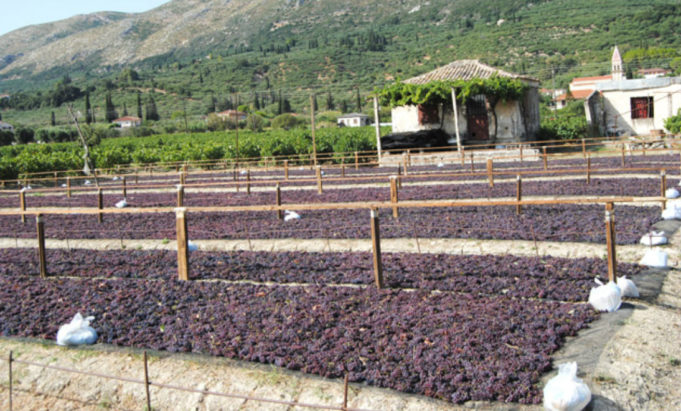Μεσσηνία: Μειωμένη παραγωγή, καλή ποιότητα στην καλλιέργεια της σταφίδας φέτος