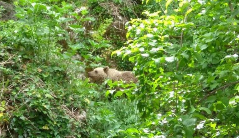Δ. Μακεδονία: Προβληματισμός από τις πολλαπλές εμφανίσεις αρκούδων