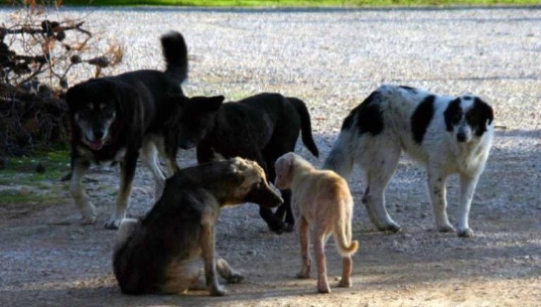 Φιλόδημος ΙΙ: Σαράντα δύο εκατομμύρια ευρώ επιπλέον για αθλητισμό, λιμενικά έργα και αδέσποτα