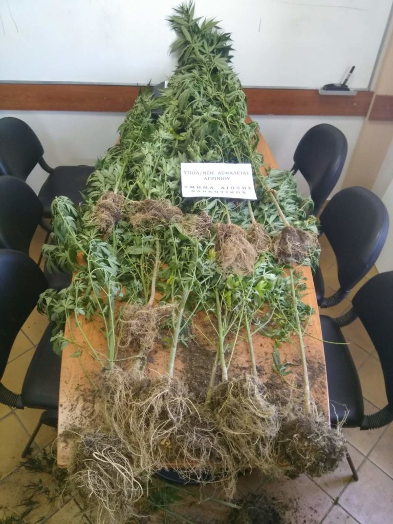 Αιτωλοακαρνανία: Συνελήφθη καλλιεργητής ναρκωτικών