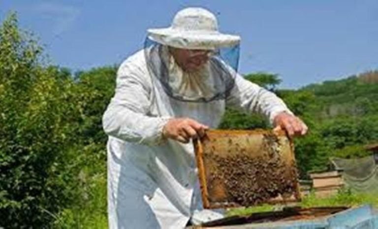 Σέρρες: Υποβολή δήλωσης για την κατοχή κυψελών από τους μελισσοκόμους