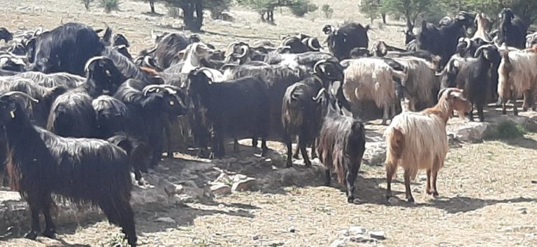 Κοζάνη: Αντίθετοι στο πάρκο φωτοβολταΐκών οι κτηνοτρόφοι Λιβερών