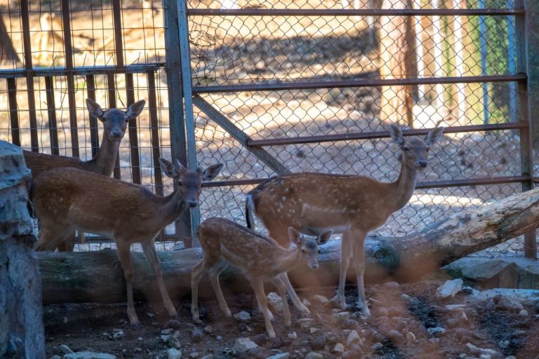 Έπειτα από αναστολή πέντε μηνών επαναλειτουργεί ο ζωολογικός κήπος στον Κέδρινο Λόφο της Θεσσαλονίκης