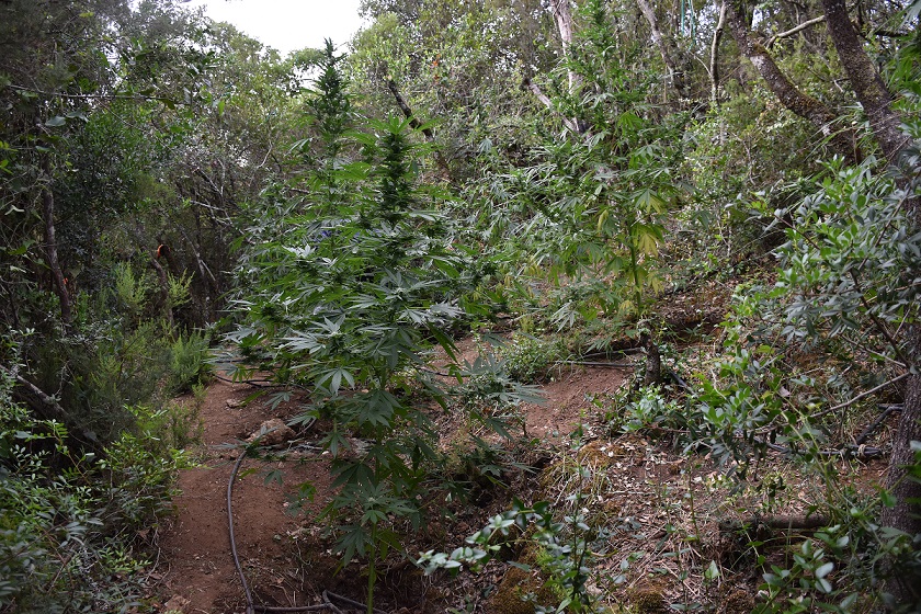 Μεσσηνία: Εντοπίστηκε φυτεία δενδρυλλίων κάνναβης