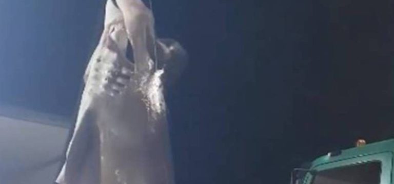 Εύβοια: Αλιεύτηκε γαλέος 6 μέτρων και 500 κιλών
