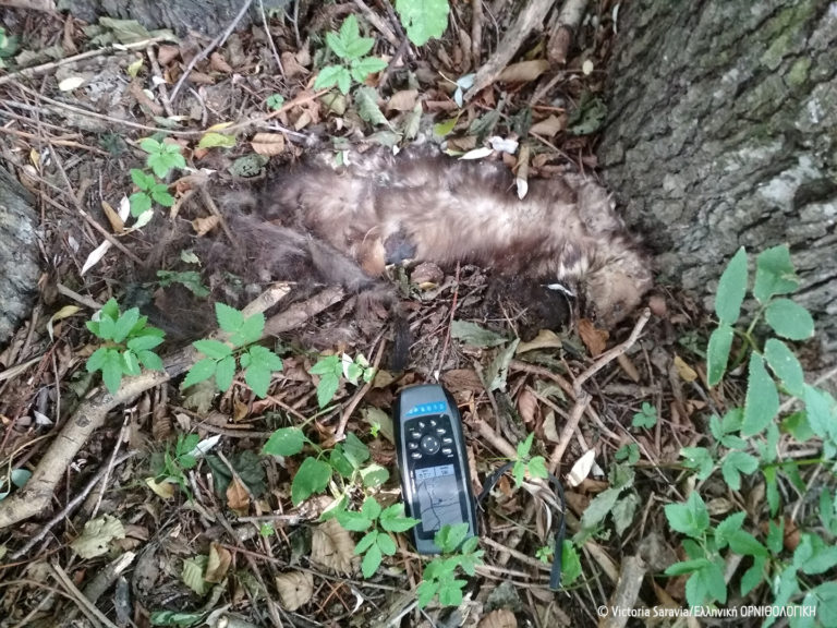 Φόλες και πάλι γύρω από το κέντρο αναπαραγωγής Ελληνικού Ποιμενικού στο Αμύνταιο