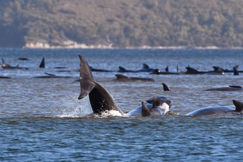 Τασμανία: Επιχείρηση διάσωσης φαλαινών που παγιδεύτηκαν σε ρηχά νερά