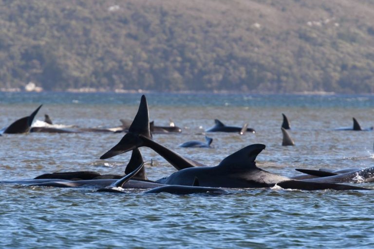 Τουλάχιστον 380 φάλαινες πιλότοι που εξόκειλαν στις ακτές της Τασμανίας είναι νεκρές