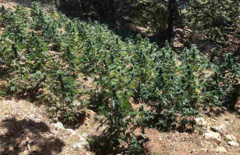 Φυτεία με 300 δενδρύλλια στα Χανιά – Σε εξέλιξη οι έρευνες για τον εντοπισμό των δραστών