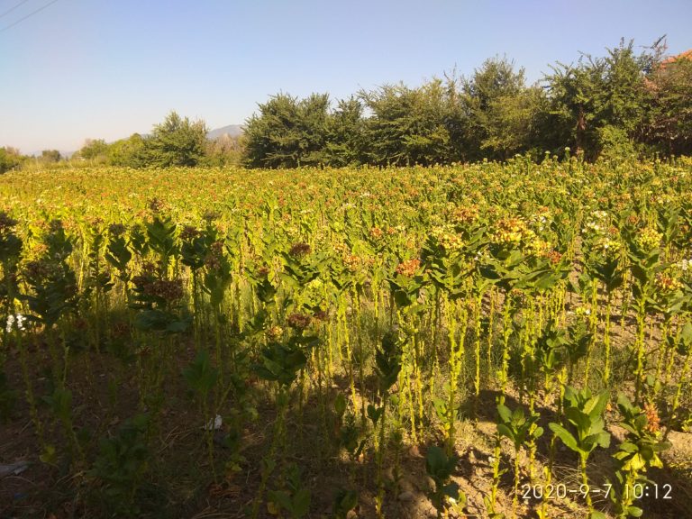 Ροδόπη: Η παρατεταμένη ανομβρία «γονάτισε» τους καλλιεργητές της Μυρτίσκης