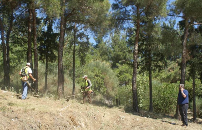 Καθαρίστηκαν τα δύο τρίτα του Σέιχ Σου από τα υπολείμματα υλοτόμησης