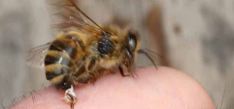 Βόλος: 55χρονος κινδύνευσε να πεθάνει από τσίμπημα μέλισσας