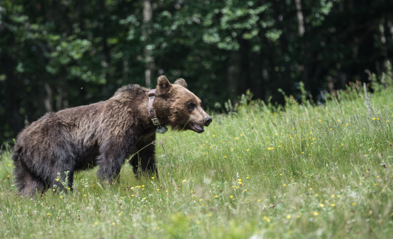 Διάσωση αρκούδας από παγίδα στη Φλώρινα (video)