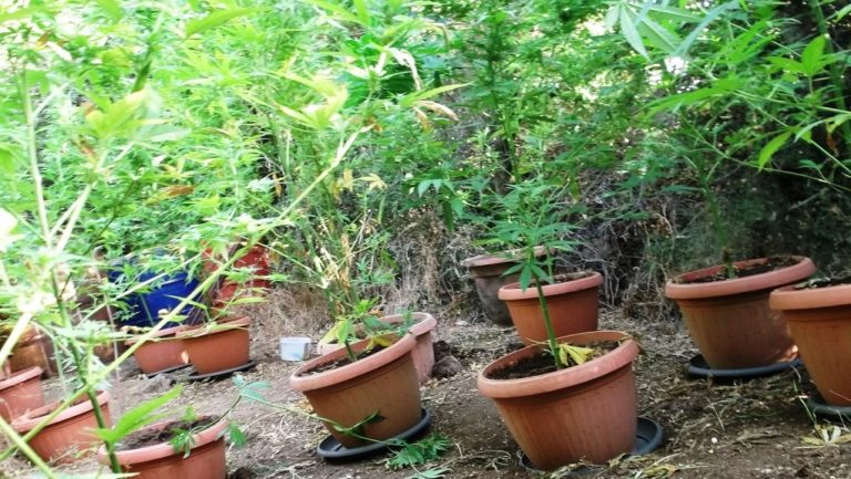 Ρέθυμνο: Φυτεία με 21 δενδρύλλια στο Μυλοπόταμο