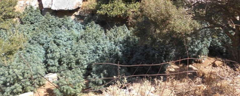 Ρέθυμνο: Εντοπίστηκαν  7 φυτείες με 429 δενδρύλλια κάνναβης