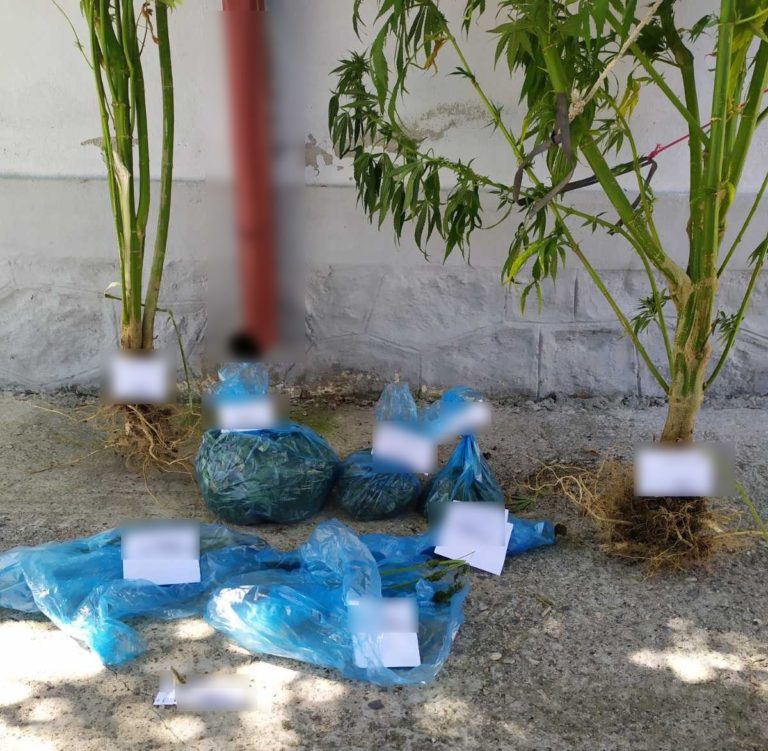 Κοζάνη: Για καλλιέργεια δενδρυλλίων κάνναβης συνελήφθη 30χρονος