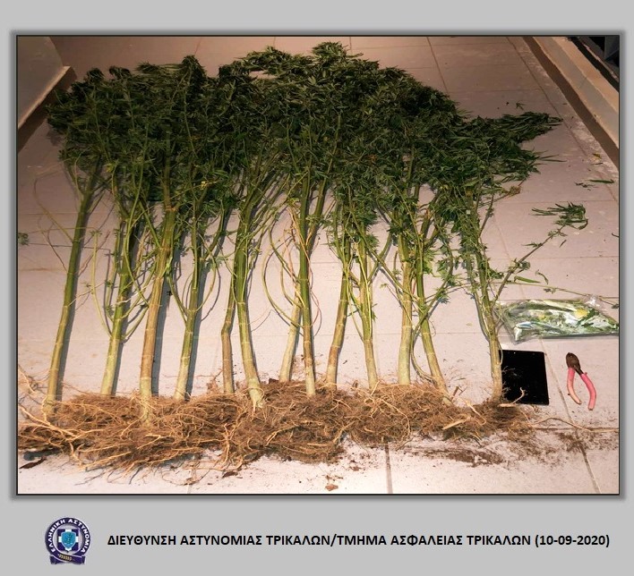 Τρίκαλα: Συνελήφθη την ώρα που πότιζε φυτεία με χασισόδεντρα