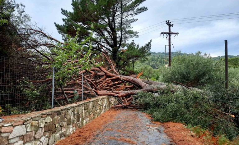 Ηλικιωμένος καταπλακώθηκε από δέντρο και έχασε τη ζωή του στα Κρέστενα Ηλείας