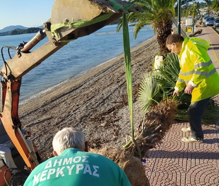 Κέρκυρα: Νέοι φοίνικες στην παραλιακή του Ύψου