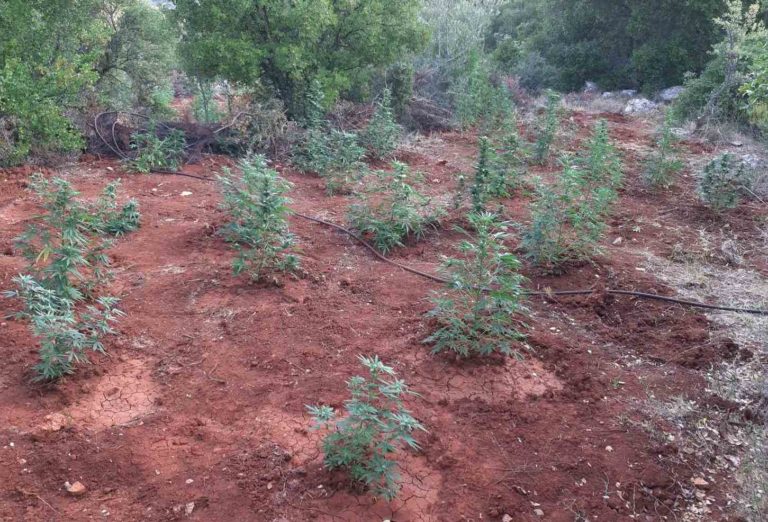 Χανιά: Εξιχνιάστηκε υπόθεση καλλιέργειας κάνναβης μετά από 3 χρόνια