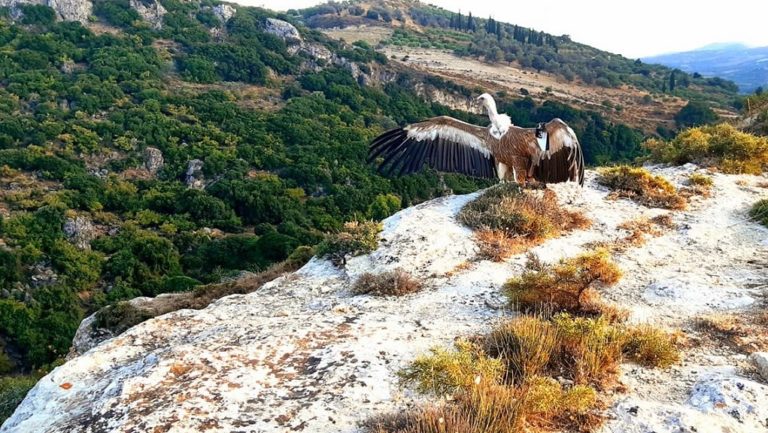 Κρήτη: Πέταξαν ξανά προς την ελευθερία τρία άγρια πτηνά
