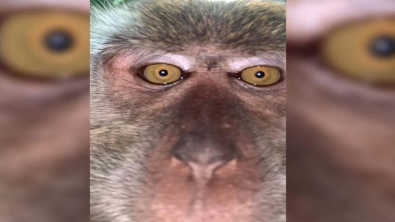 Μαϊμού με τα όλα της: Όχι μόνο έκλεψε το κινητό αλλά τράβηξε και βίντεο
