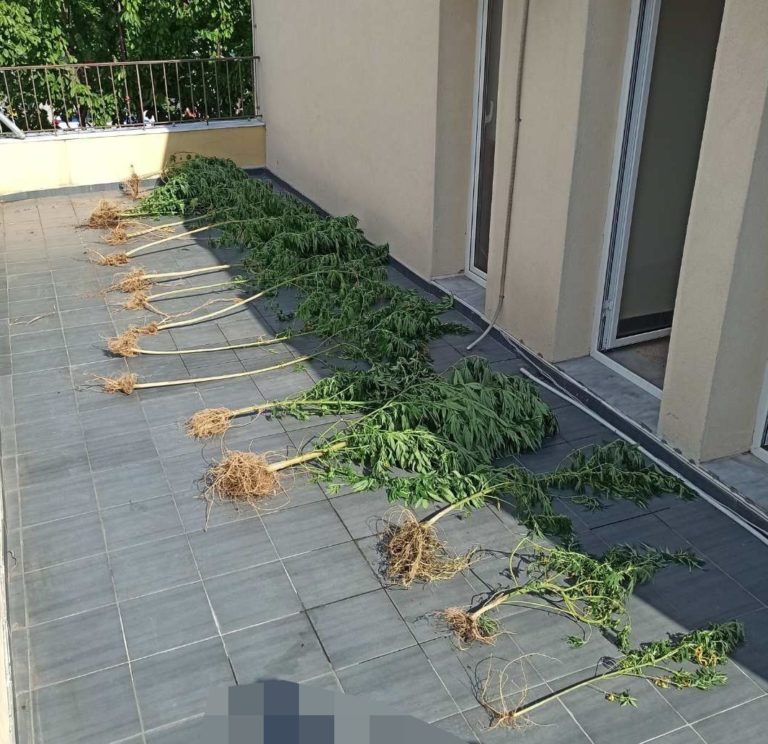 Δράμα: Σύλληψη για καλλιέργεια κάνναβης