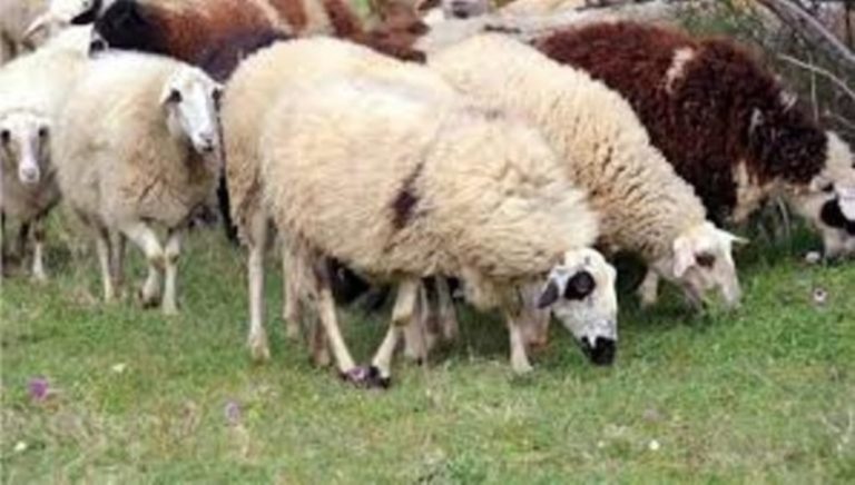 Ασυνείδητος πέταξε νεκρά πρόβατα σε ρέμα του Αμπελώνα