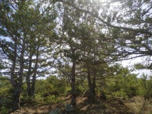Ένας “ιαπωνικός κήπος” στη Ροδόπη – Το Δάσος της Μαύρης Πεύκης