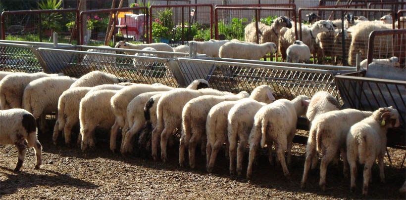 Κομοτηνή: Ημερίδα με θέμα τα αιγοπρόβατα
