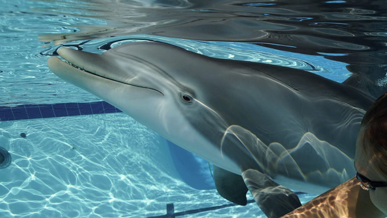 ΗΠΑ: Εταιρεία παρουσίασε δελφίνι-ρομπότ για θεματικά πάρκα