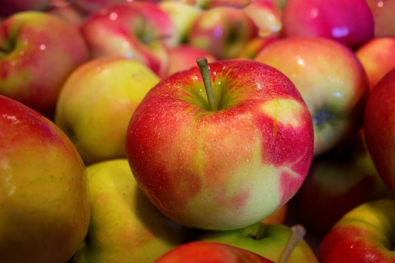 Αυξημένη αναμένεται η συγκομιδή μήλων φέτος την Καστοριά (video)