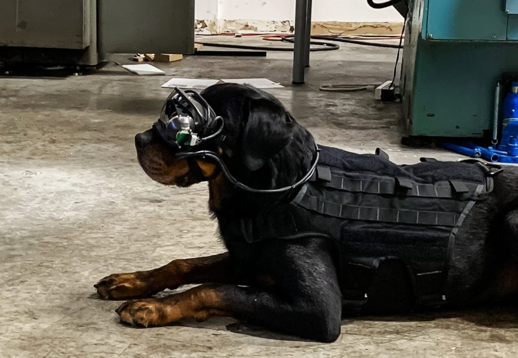 ΗΠΑ: Γυαλιά επαυξημένης πραγματικότητας για στρατιωτικούς σκύλους