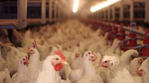 Ιωάννινα: Κλείνει πτηνοτροφική μονάδα της «Πίνδος» λόγω κορονοϊού