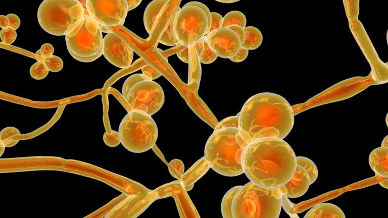 Υπερ-ανθεκτικός μύκητας μπορεί να εξαπλωθεί στα νοσοκομεία όπου νοσηλεύονται ασθενείς με Covid-19