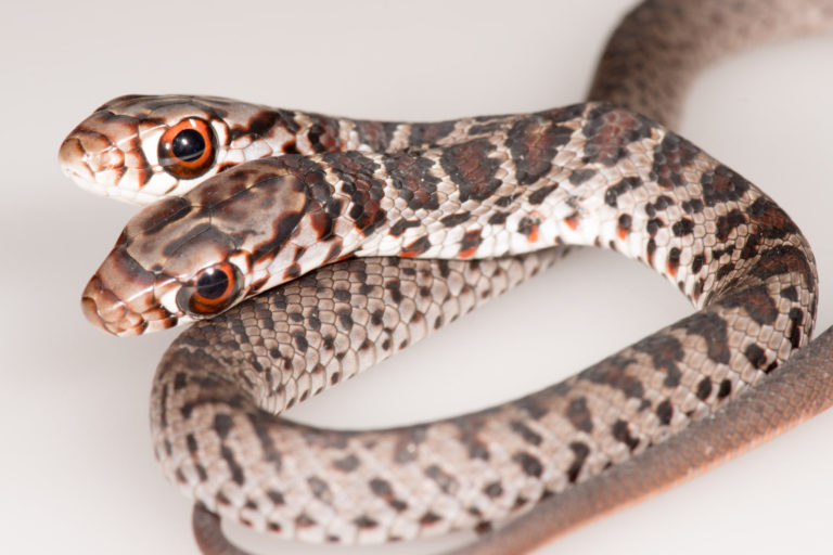 ΗΠΑ: Ανακαλύφθηκε κι άλλο δικέφαλο φίδι