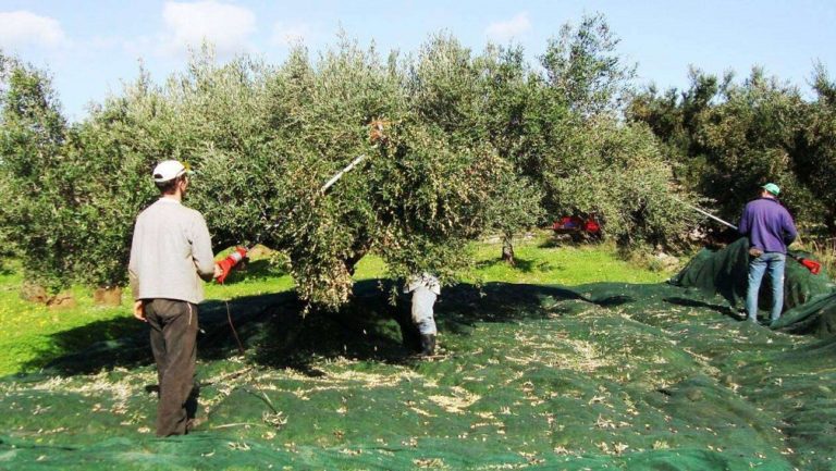 Συστήνουν πρώιμη συγκομιδή στους ελαιοπαραγωγούς