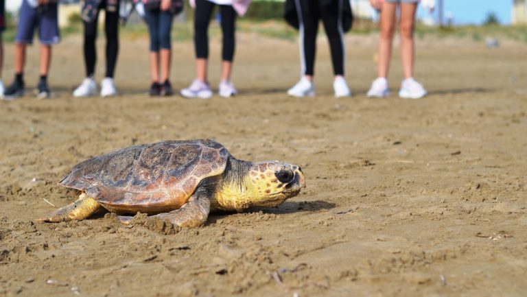 Ενυδρείο Κρήτης: Απελευθέρωση χελώνας καρέτα – καρέτα