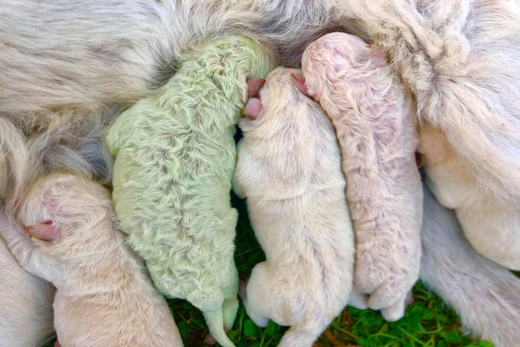 Στην Ιταλία γεννήθηκε κουτάβι με πρασινωπή γούνα