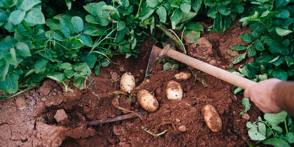 Αμαλιάδα: Δυσφορία για την απόρριψη επίσπορης φθινοπωρινής πατάτας από αποζημιώσεις