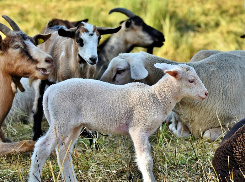 Σέρρες: Υπενθύμιση στους κτηνοτρόφους για προθεσμία υποβολής αίτησης
