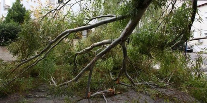 Θεσσαλονίκη: Πτώσεις δέντρων λόγω των ισχυρών ανέμων
