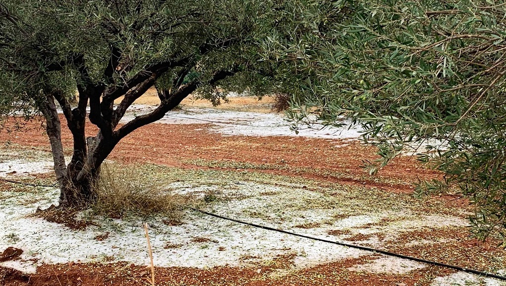 Το χαλάζι «ράβδισε» τις ελιές σε περιοχές της Κρήτης – Πλημμύρισε σχολείο