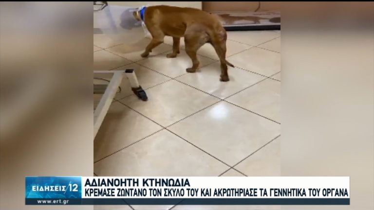 Χανιά: Τα κατάφερε ο σκύλος που βασανίστηκε άγρια από τον ιδιοκτήτη του (video)