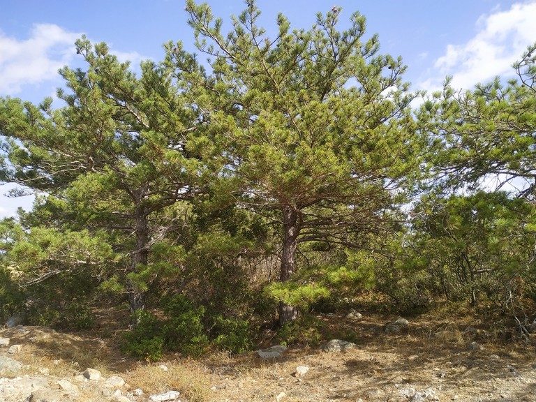 Προσπάθεια ευνοϊκής μεταχείρισης των μεταλλευτικών εταιρειών, διαπιστώνει η “Διανομαρχιακή Επιτροπή κατά της Μεταλλουργίας Χρυσού”