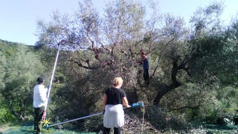 Ηράκλειο: Θα μαζέψουν τις ελιές του Δήμου και θα πάρουν ελαιόλαδο